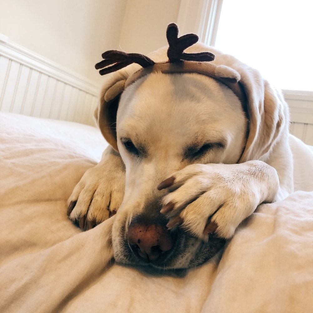 Meet your Posher, Galen